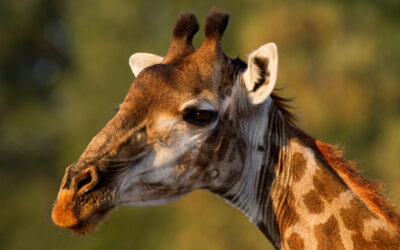 World Giraffe Day: Celebrating Africa’s Gentle Giants at Rockfig Safari Lodge