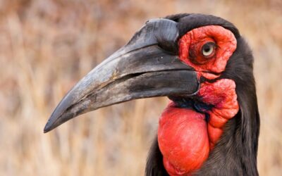 A New Home for the Southern Ground Hornbills