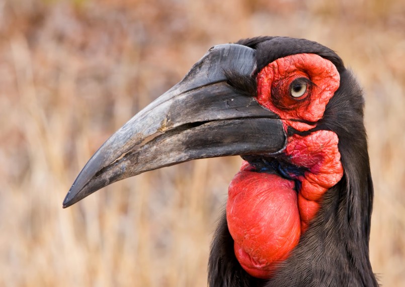 A New Home for the Southern Ground Hornbills